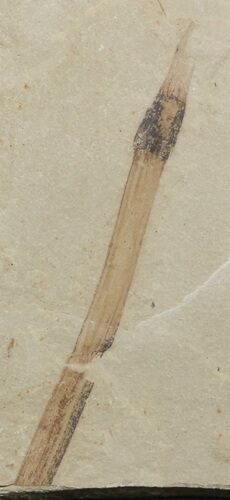 Fossils Horsetail Section (Equisetum) - Green River Formation #45657